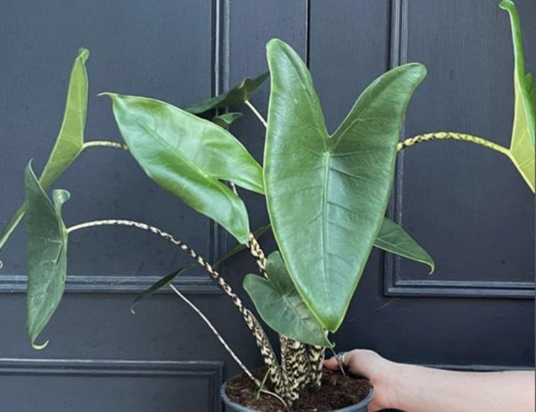 Alocasia Zebrina TC | Grower's Choice, Macau Collection