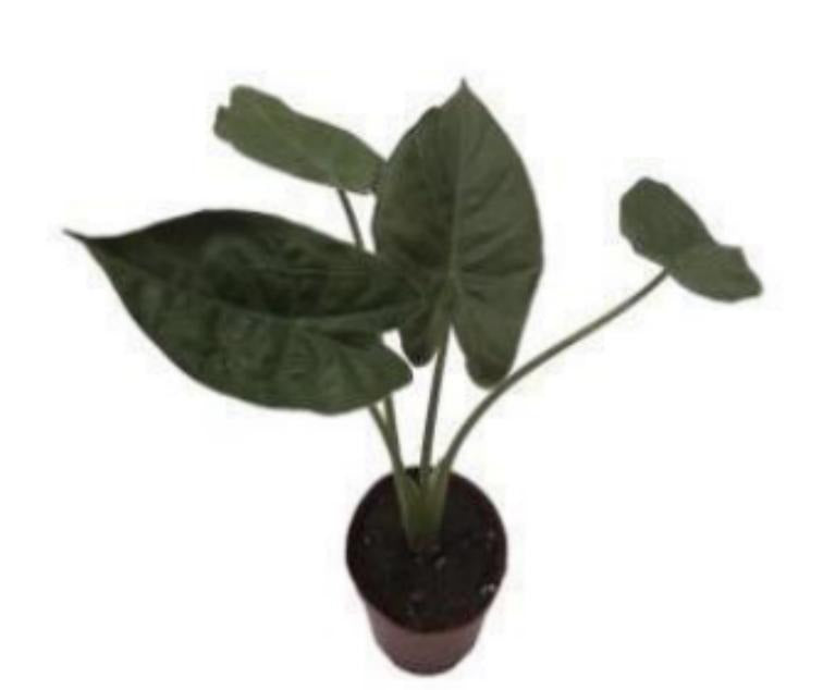 Alocasia 'Wentii' TC | Grower's Choice, Macau Collection