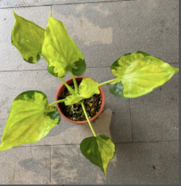 Alocasia Cucullata Variegatd TC | Grower's Choice, Macau Collection