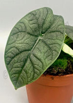 Alocasia Hami Melo TC | Grower's Choice, Macau Collection