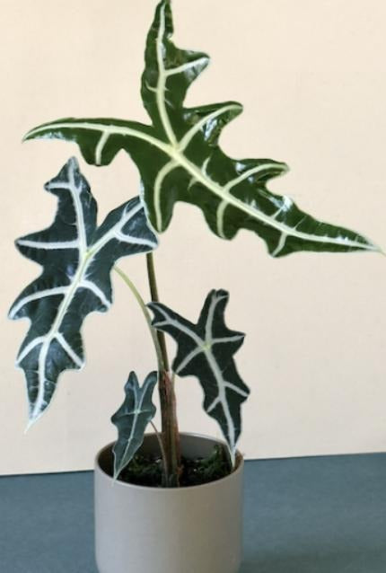 Alocasia Nobilis TC | Grower's Choice, Macau Collection