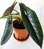 Alocasia Scalprum TC | Grower's Choice, Macau Collection