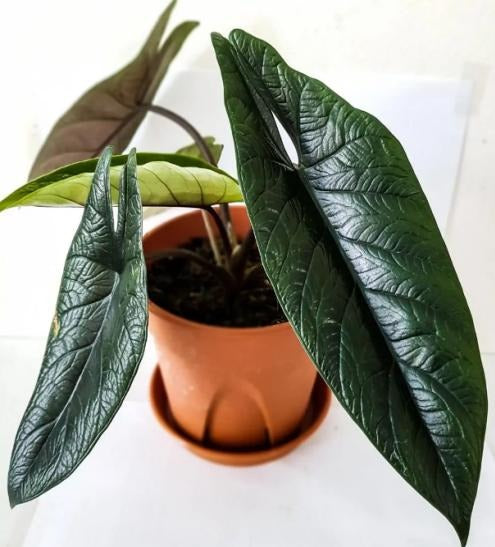 Alocasia Scalprum TC | Grower's Choice, Macau Collection