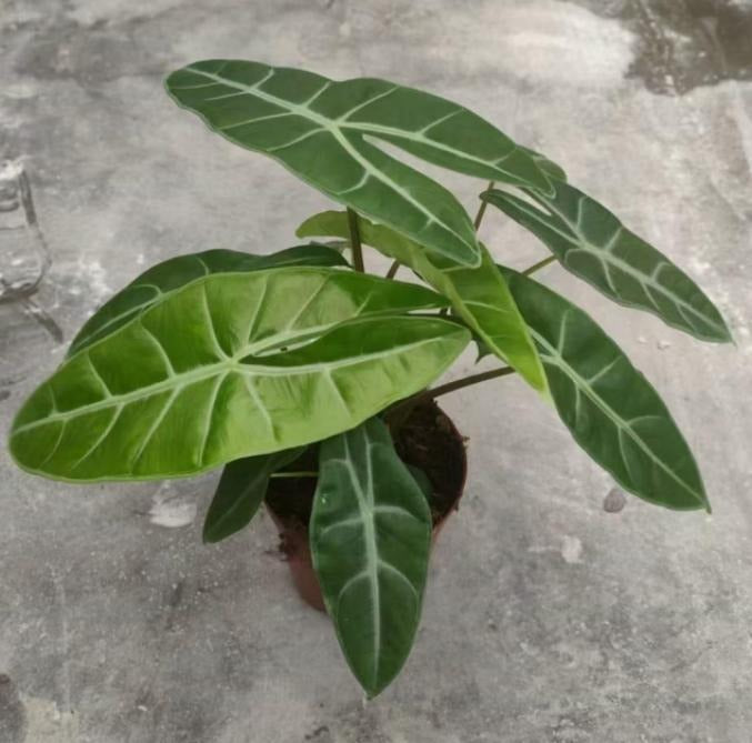 Alocasia longiloba TC | Grower's Choice, Macau Collection