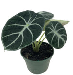 Alocasia 'Ninja' TC | Grower's Choice, Macau Collection