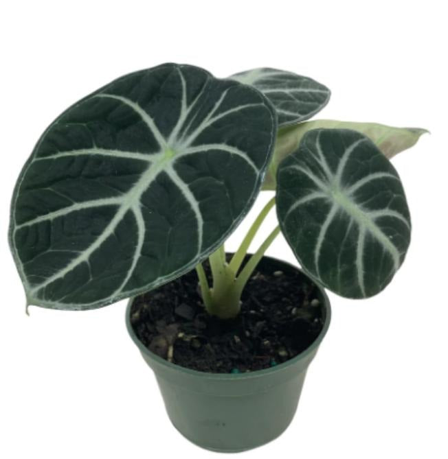 Alocasia 'Ninja' TC | Grower's Choice, Macau Collection