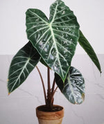 Alocasia Nairobi Night TC | Grower's Choice, Macau Collection