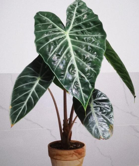 Alocasia Nairobi Night TC | Grower's Choice, Macau Collection