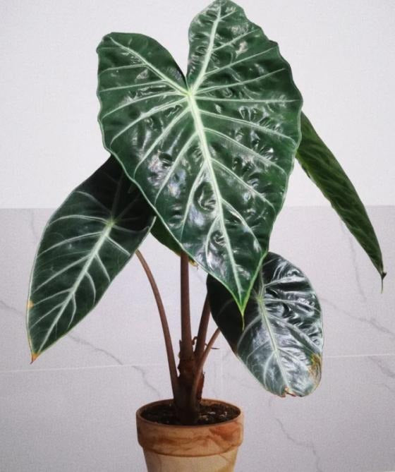 Alocasia Nairobi Night TC | Grower's Choice, Macau Collection
