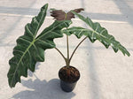Alocasia sanderiana 'Psuedo sanderiana' TC | Grower's Choice, Macau Collection