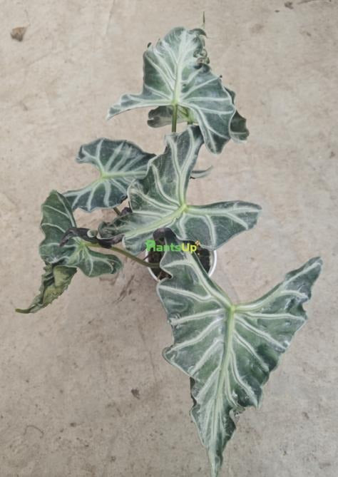 Alocasia Loco TC | Grower's Choice, Macau Collection