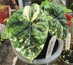 Alocasia melo albo TC | Grower's Choice, Macau Collection