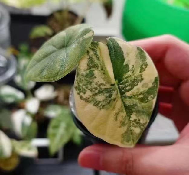 Alocasia melo aurea TC | Grower's Choice, Macau Collection