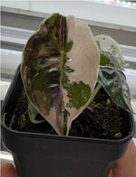 Alocasia azlanii albo TC | Grower's Choice, Macau Collection