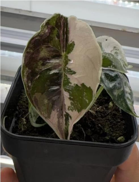 Alocasia azlanii albo TC | Grower's Choice, Macau Collection