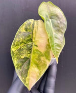 Alocasia azlanii aurea B quality TC | Grower's Choice, Macau Collection