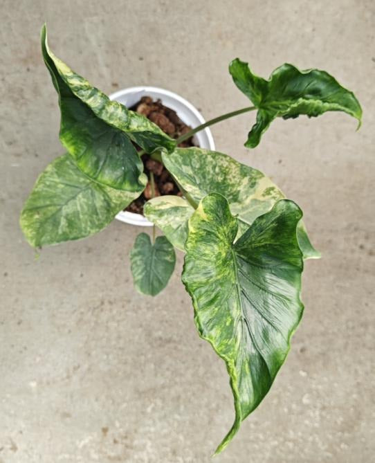 Alocasia shock treatment variegated TC | Grower's Choice, Macau Collection