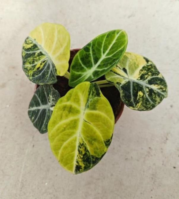 Alocasia 'Ninja' aurea TC | Grower's Choice, Macau Collection