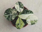 Alocasia 'Ninja' aurea albo TC | Grower's Choice, Macau Collection