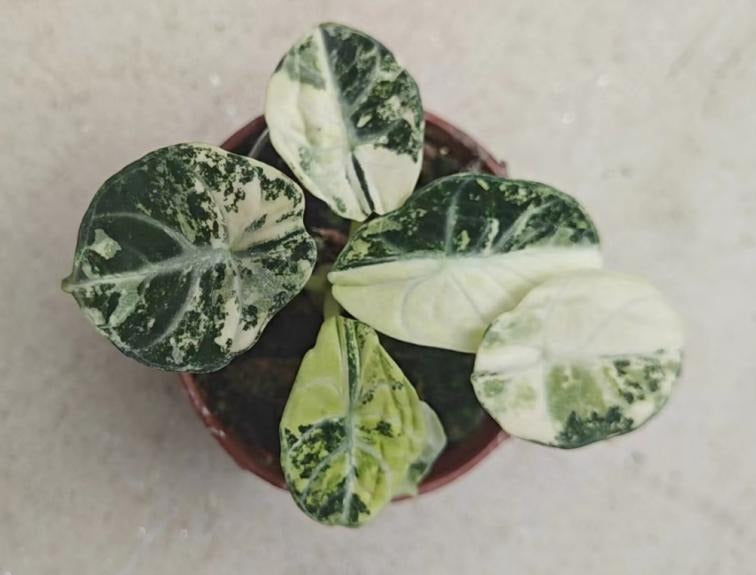 Alocasia 'Ninja' aurea albo TC | Grower's Choice, Macau Collection