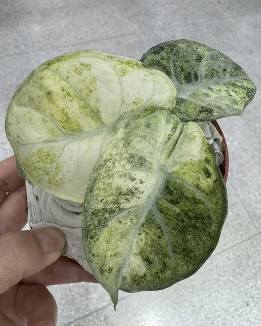 Alocasia 'Ninja' mint TC | Grower's Choice, Macau Collection