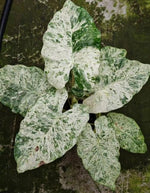 Alocasia giant dragon var TC | Grower's Choice, Macau Collection