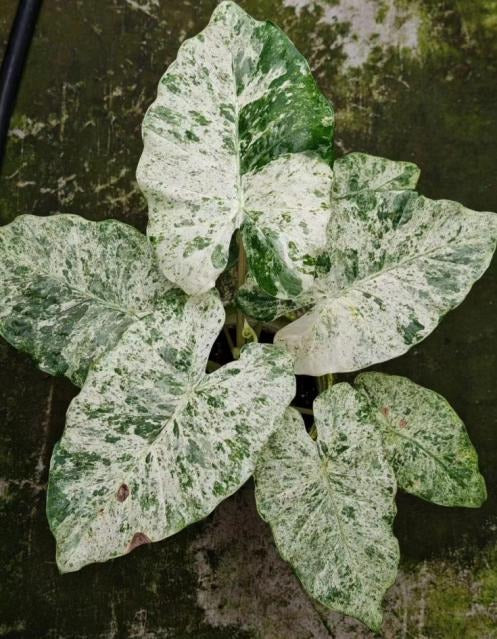 Alocasia giant dragon var TC | Grower's Choice, Macau Collection