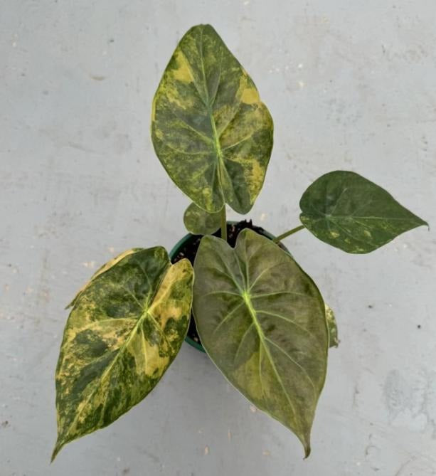 Alocasia wentii variegated TC | Grower's Choice, Macau Collection