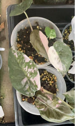 Alocasia wentii pink TC | Grower's Choice, Macau Collection