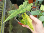 Alocasia Jacklyn var B TC | Grower's Choice, Macau Collection