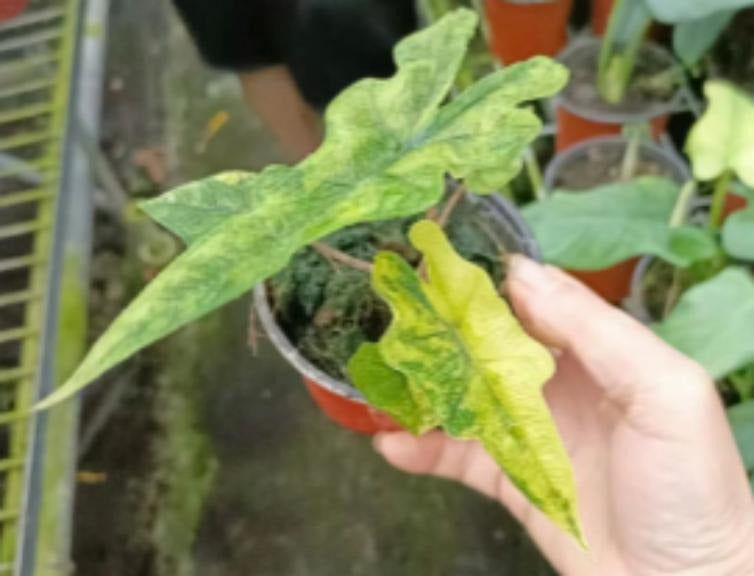Alocasia Jacklyn var B TC | Grower's Choice, Macau Collection