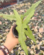 Alocasia Jacklyn mint TC | Grower's Choice, Macau Collection