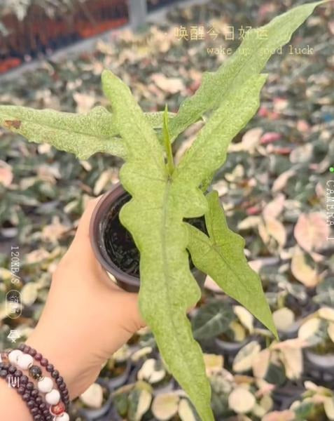 Alocasia Jacklyn mint TC | Grower's Choice, Macau Collection