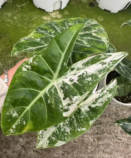 Alocasia Nairobi Night var TC | Grower's Choice, Macau Collection