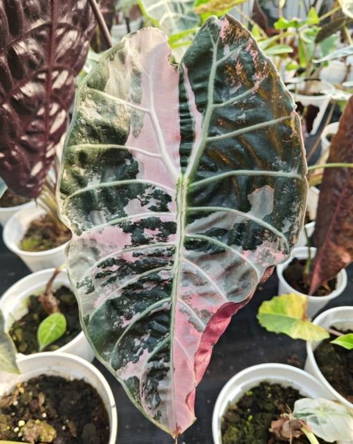 Alocasia 'Watsoniana'pink variegata TC | Grower's Choice, Macau Collection