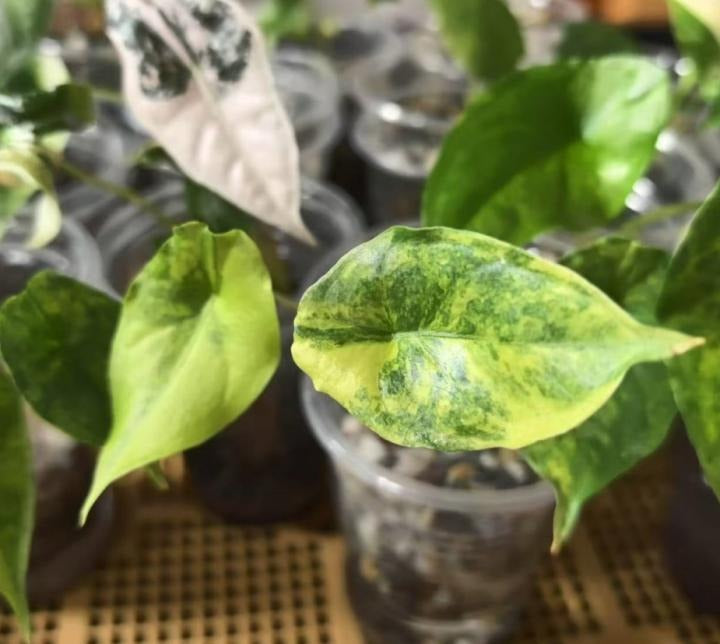Alocasia Heterophylla 'Dragon's Breath' B quality TC | Grower's Choice, Macau Collection