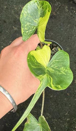 Alocasia Stingray variegated TC | Grower's Choice, Macau Collection