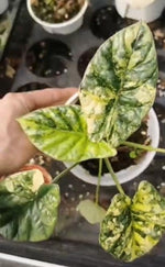 Alocasia Sinuata aurea TC | Grower's Choice, Macau Collection