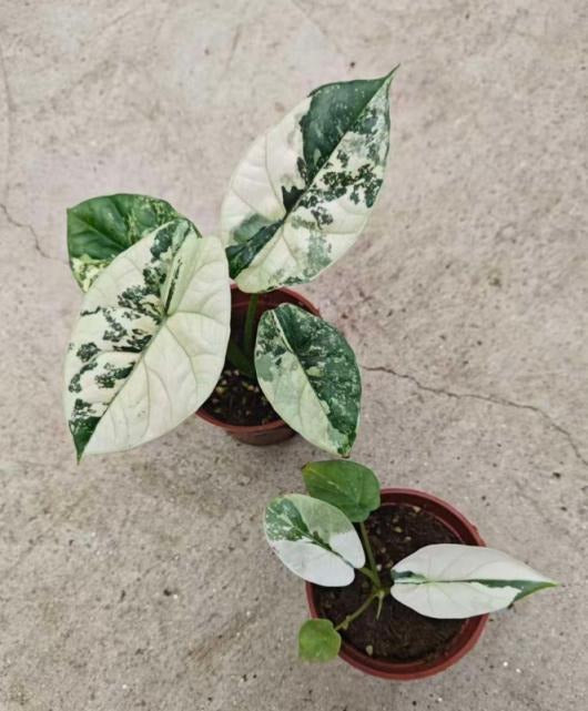 Alocasia sinuata albo TC | Grower's Choice, Macau Collection
