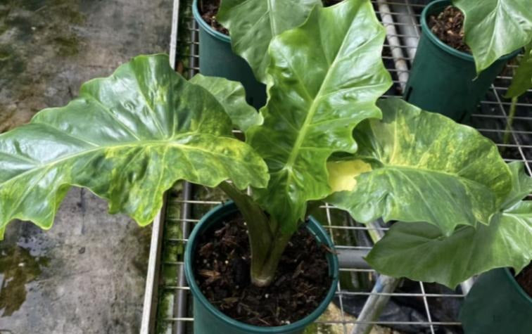 alocasia low rider variegated TC | Grower's Choice, Macau Collection