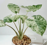 Alocasia 'Macrorrhizos' Camouflage Variegata TC | Grower's Choice, Macau Collection