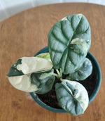 Alocasia Silver Dragon aurea TC | Grower's Choice, Macau Collection