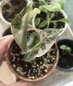 Alocasia polly variegated TC | Grower's Choice, Macau Collection