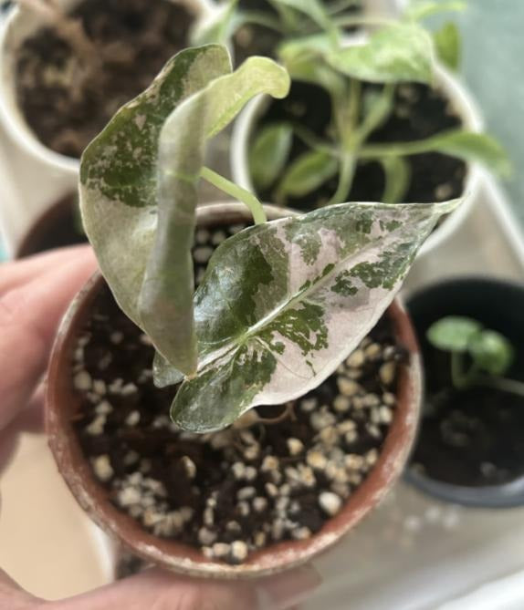 Alocasia polly variegated TC | Grower's Choice, Macau Collection