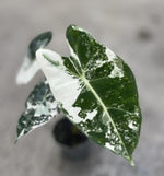 Alocasia Frydek Variegata TC | Grower's Choice, Macau Collection