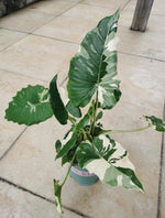 Alocasia Odora Okinawa Sliver TC | Grower's Choice, Macau Collection
