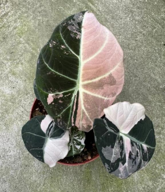 Alocasia Black Velvet Variegated TC | Grower's Choice, Macau Collection