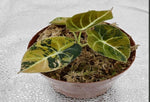 Alocasia 'Black Velvet golden Variegata TC | Grower's Choice, Macau Collection