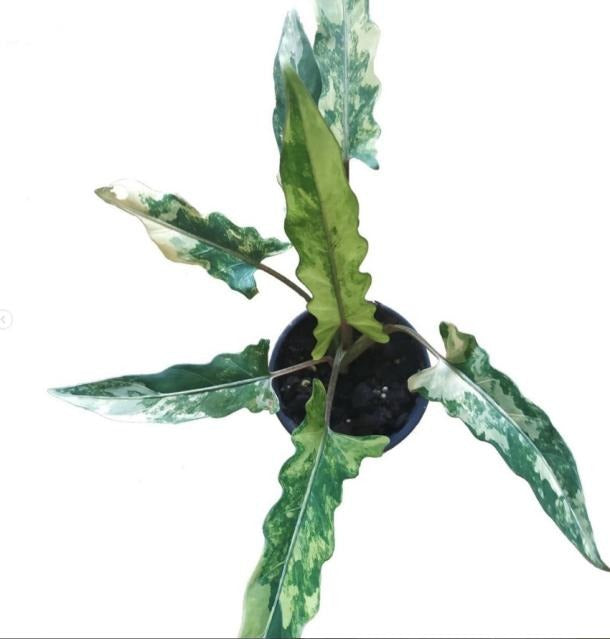 Alocasia Lauterbachiana Variegata TC | Grower's Choice, Macau Collection