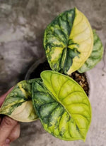 Alocasia Dragon Scale variegated TC | Grower's Choice, Macau Collection